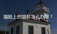 貓臉上的貓蘚怎么辦啊？貓臉上有貓蘚什么樣子