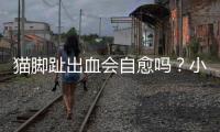 貓腳趾出血會自愈嗎？小貓咪腳趾流血怎么辦