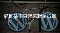 貓耳朵不直起來就是折耳嗎為什么(貓耳朵立不起來就是折耳嗎)