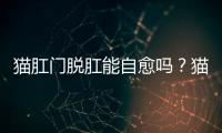貓肛門脫肛能自愈嗎？貓咪脫肛怎么辦