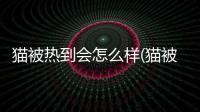 貓被熱到會怎么樣(貓被開水燙到會怎么樣)