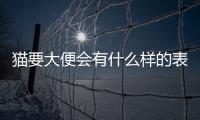 貓要大便會有什么樣的表現？貓貓要拉屎的前兆