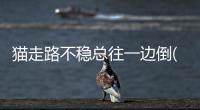貓走路不穩(wěn)總往一邊倒(貓走路不穩(wěn)怎么回事)