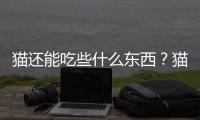 貓還能吃些什么東西？貓還可以吃什么東西