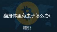 貓身體里有蟲子怎么辦(貓身體里出來的白色蟲子是什么)