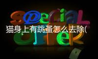 貓身上有跳蚤怎么去除(貓身上有跳蚤用什么藥最好)