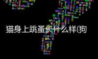 貓身上跳蚤長什么樣(狗身上跳蚤什么樣)