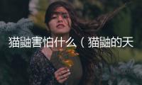 貓鼬害怕什么（貓鼬的天敵）