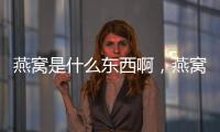 燕窩是什么東西啊，燕窩是什么東西