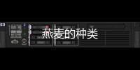 燕麥的種類