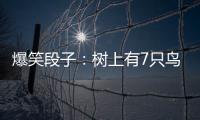 爆笑段子：樹上有7只鳥兒，獵人打死1只，算一算看，樹上還有幾只？