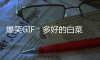 爆笑GIF：多好的白菜啊！就這樣被豬給拱了