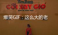 爆笑GIF：這么大的老鼠，你咋就是不抓呀