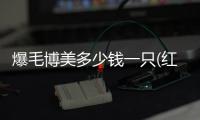 爆毛博美多少錢一只(紅毛博美多少錢一只)