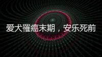 愛(ài)犬罹癌末期，安樂(lè)死前最后散步！擠出微笑面對(duì)：不痛了