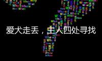 愛犬走丟，主人四處尋找未果，重逢地點(diǎn)太巧合，旁邊就是尋狗啟事