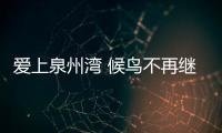 愛上泉州灣 候鳥不再繼續南飛