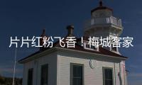 片片紅粉飛香！梅城客家公園梅花迎寒綻放，有被美到！