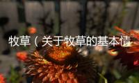 牧草（關于牧草的基本情況說明介紹）