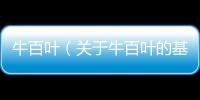 牛百葉（關于牛百葉的基本情況說明介紹）