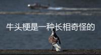 牛頭梗是一種長相奇怪的狗狗，大家了解牛頭梗嗎？ 牛頭梗和林永健對比照