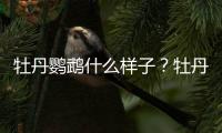 牡丹鸚鵡什么樣子？牡丹鸚鵡什么樣的好