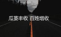 瓜蔞豐收 百姓增收