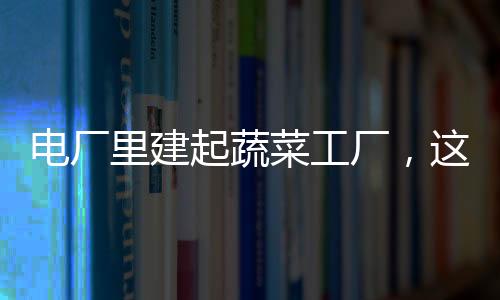 電廠里建起蔬菜工廠，這里的小番茄成“固碳能手”