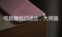 電腦壁紙已送達，大熊貓含量100%！