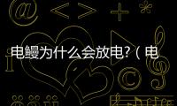 電鰻為什么會放電?（電鰻為什么會放電）