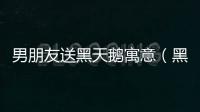 男朋友送黑天鵝寓意（黑天鵝寓意）