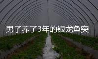 男子養了3年的銀龍魚突然死亡 詢問漁友如何處理對方建議：“清蒸”