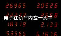 男子往轎車內塞一頭牛 網友：是怎么說服牛坐進車里的