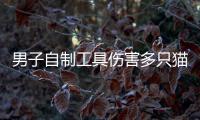 男子自制工具傷害多只貓被拘 違法行為人已被拘留