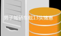 男子駕轎車載13頭豬崽“旅行”被警方攔截