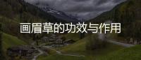 畫眉草的功效與作用