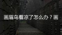 畫眉鳥著涼了怎么辦？畫眉鳥打寒聲怎么辦