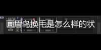 畫眉鳥換毛是怎么樣的狀態(畫眉鳥換毛期間怎樣管理)
