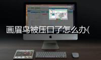 畫(huà)眉鳥(niǎo)被壓口了怎么辦(畫(huà)眉鳥(niǎo)被強(qiáng)鳥(niǎo)壓怎么辦)