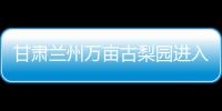 甘肅蘭州萬畝古梨園進入收獲期