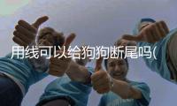 用線可以給狗狗斷尾嗎(小狗能用狗繩嗎)
