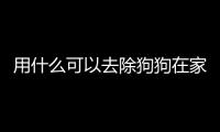 用什么可以去除狗狗在家撒的尿味？在家里拿什么擦狗尿