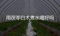用茯苓白術煮水喝好嗎