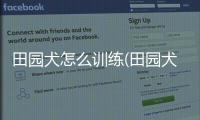 田園犬怎么訓練(田園犬長得大嗎)