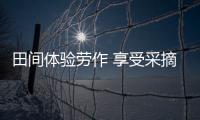 田間體驗(yàn)勞作 享受采摘樂趣