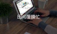 田間覆膜忙