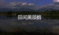 田間黑頸鶴