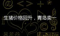 生豬價(jià)格回升，青島賣一頭豬賺約500元