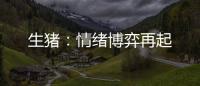 生豬：情緒博弈再起