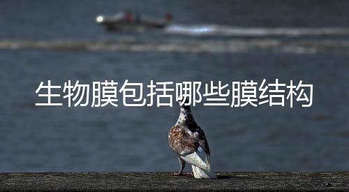 生物膜包括哪些膜結構